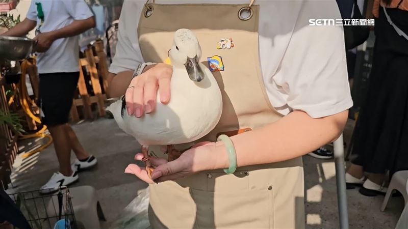 柯爾鴨和蛋鴨都有人當寵物養