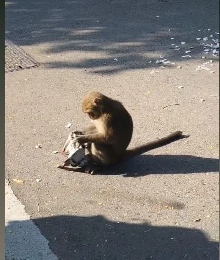 台灣獼猴抓住鴿子又拋又甩，鴿子掙扎了一段時間後奄奄一息。（圖／翻攝自臉書社團「高雄柴山樂遊交流」）