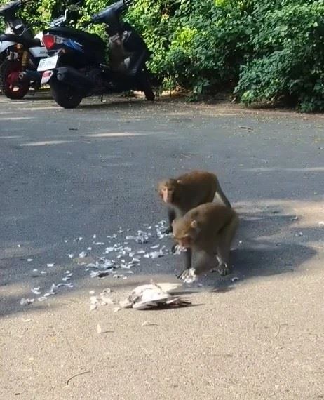 獼猴幫鴿子拔毛，另一隻獼猴看到滿地鴿毛也被吸引過來。（圖／翻攝自臉書社團「高雄柴山樂遊交流」）