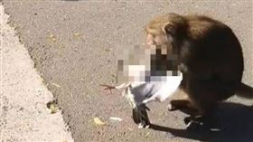 台灣獼猴抓住鴿子拔毛，鴿子掙扎了一段時間後奄奄一息。（圖／翻攝自臉書社團「高雄柴山樂遊交流」）