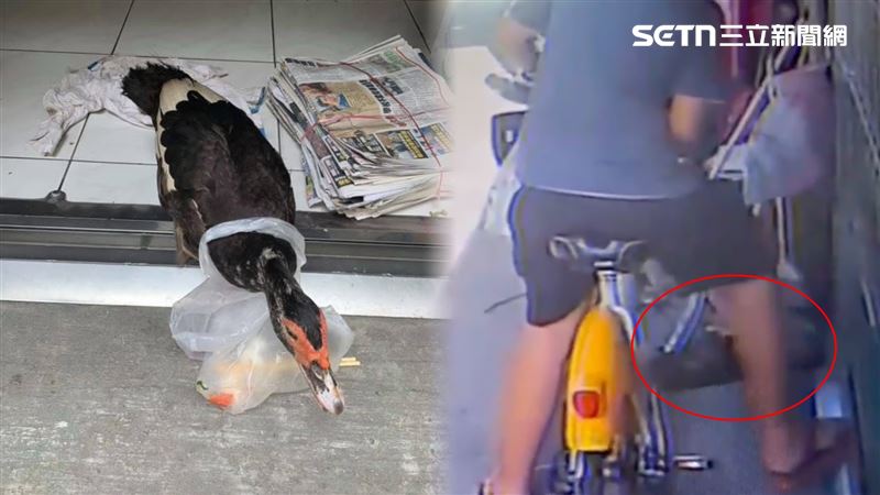 寵物鴨養了11年，卻在家門前遭姚男騎單車輾死，原因竟是擋路。（圖／民眾提供）