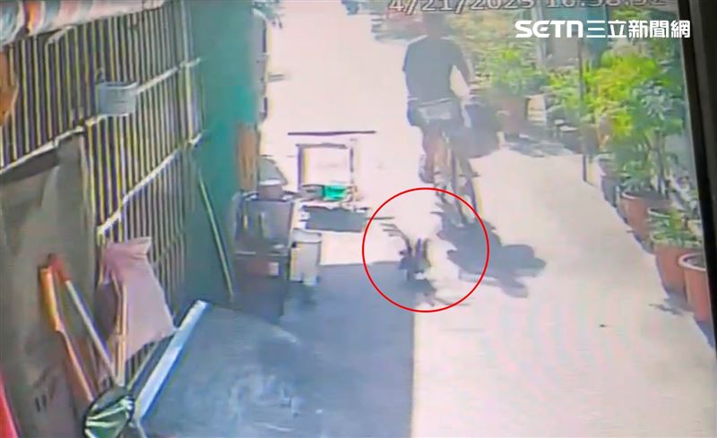 寵物鴨張開雙翅快跑卻恨死家門前，懨懨一息等主人回家斷氣。（圖／民眾提供）