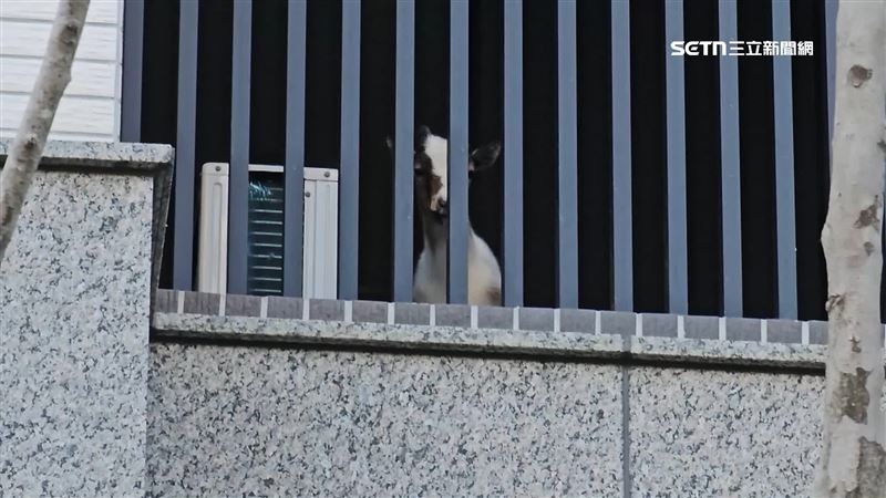 路過的鄰居或是上班族都覺得很新奇