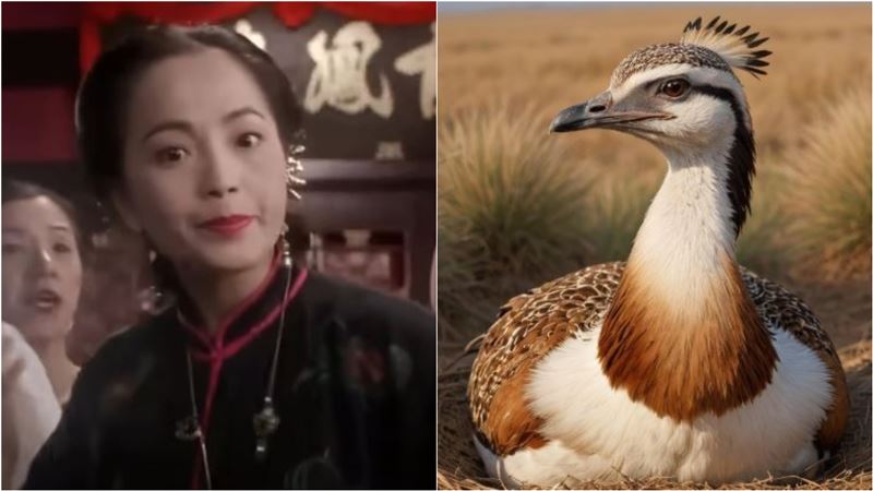 古代青樓老闆娘被稱為「老鴇」！其實鴇鳥本是益鳥，卻被古人誤解，而冠上了「淫鳥」之名。（圖／翻攝自百度、pixabay）
