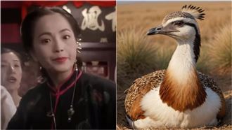 看鴇鳥怎麼交配，才知「老鴇」這詞有多冤