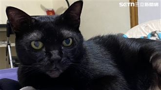 領黑貓養44天反悔！愛媽告退養男…下場曝