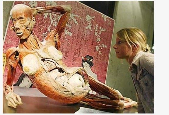 「人體奧妙展（Real Bodies）」2004年曾在在士林科教館展出過，當時這一具懷孕女屍讓人印象深刻，這具女屍極有可能是張偉傑。（圖／翻攝自微博）