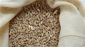 「春麥」毒素超標！10業者1228公噸全退運