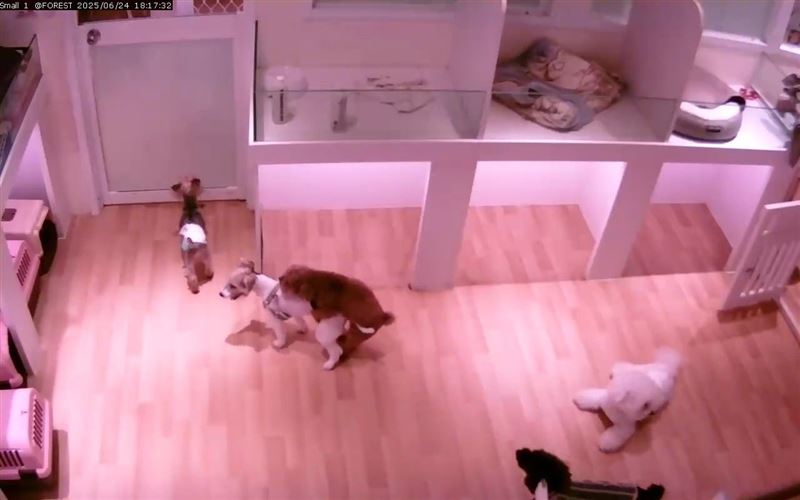飼主家寵物「妹妹」遭其他狗狗性侵，但飼主嘗試打電話給店家協助，對方卻完全不接聽。（圖／翻攝臉書社團）