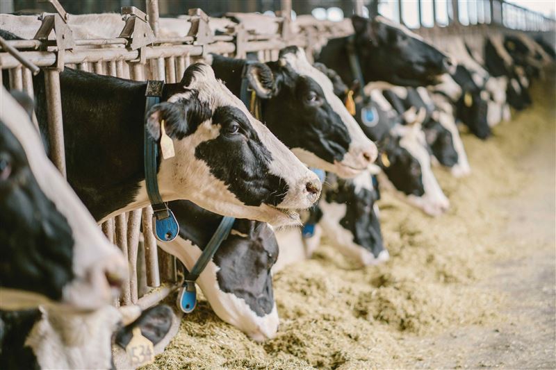 惠生牛乳使用鮮乳坊頂極乳源與專業配方,鮮乳坊與台灣在地優質莊園級牧場合作。(圖/品牌業者提供)