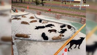 22浪犬占沙坑！誘捕籠屢遭破壞　鎮長發聲