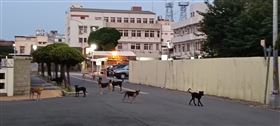 彰化,鹿港,流浪狗,沙坑,誘捕,愛狗人士,開籠,放狗（圖／翻攝自我愛鹿港小鎮~2臉書）