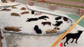 彰化,鹿港,流浪狗,沙坑,誘捕,愛狗人士,開籠,放狗（圖／翻攝自我愛鹿港小鎮~2臉書）