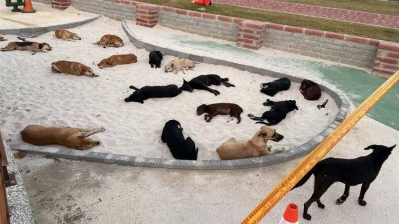 鹿港兒童沙坑擠滿流浪狗！愛狗人士阻誘捕