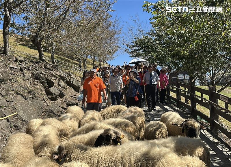 清境農場今（15）日首度舉辦「雲嶺奔羊會」，在觀山牧區登場。上百隻綿羊於翠綠草原間成群奔馳，畫面壯觀又療癒。(圖/翻攝畫面)