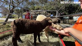 清境奔羊會登場　遊客爭睹「雲端羊海」(圖/翻攝畫面)