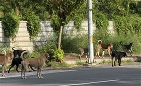 流浪犬成運動場惡霸！22隻齊躺兒童沙坑曬太陽　追吠機車騎士險釀禍