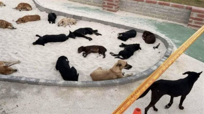 22隻流浪犬躺兒童沙坑！民眾遭追吠嚇破膽