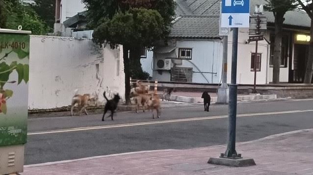 狗群會對民眾吠叫、追車，相當危險。（圖／翻攝臉書我愛鹿港小鎮~2）