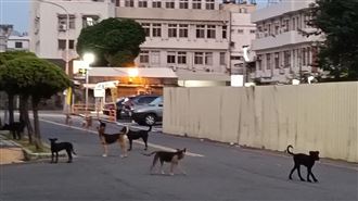 外籍情侶遊台南遭流浪犬圍攻　躲這被尋獲