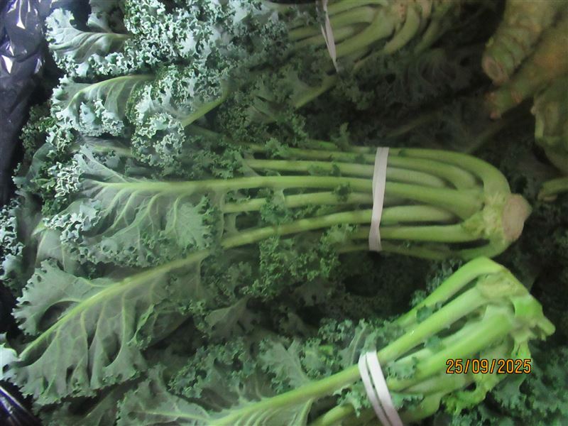 澳大利亞「羽葉甘藍(KALE)」檢出殘留農藥護汰寧1.14 ppm、克草0.01 ppm及派滅芬 0.77 ppm。(圖/食藥署提供)