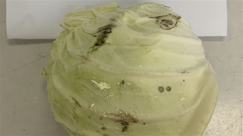 3款毒蔬菜被運來台灣 「23公噸」農藥超標