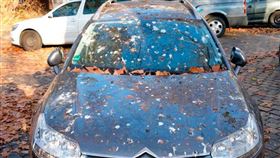 鳥兒空襲車色Top 3！車主崩潰：一天中3次