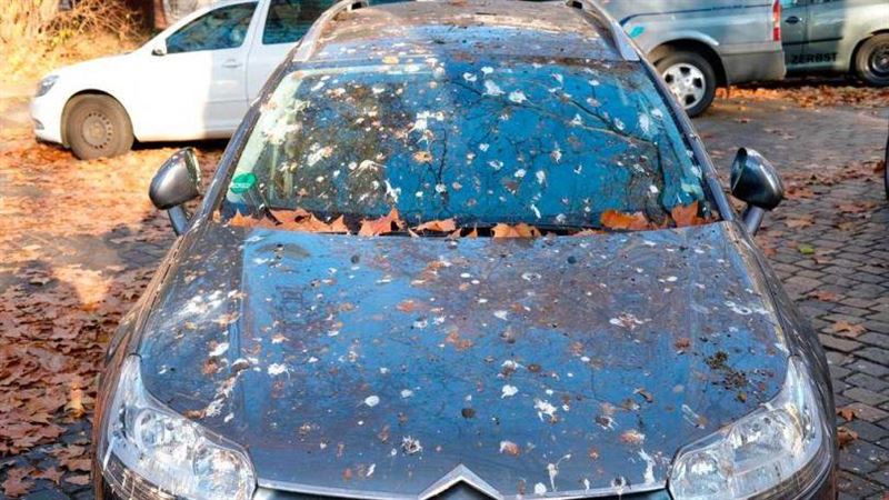 鳥兒空襲車色Top 3！車主崩潰：一天中3次