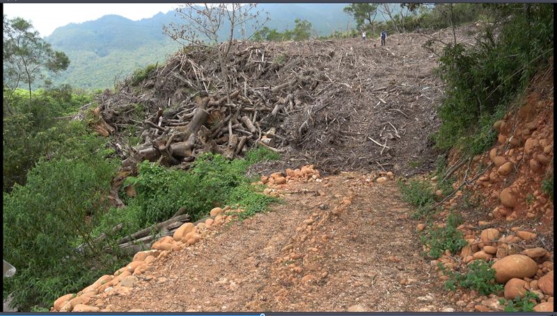 苗栗三義八櫃段山坡地遭傾倒廢樹枝多達1.3噸，有引發火燒山的危險。(圖／翻攝畫面)