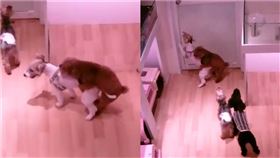 飼主家寵物「妹妹」遭其他狗狗性侵，但飼主嘗試打電話給店家協助，對方卻完全不接聽。（圖／翻攝臉書社團）