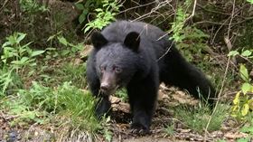 日本岩手縣北上市的瀨美溫泉16日上午發生一起疑似熊襲事件