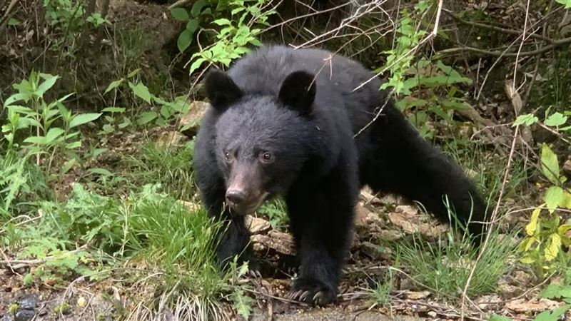 日本岩手縣北上市的瀨美溫泉1發生一起熊襲事件。（示意圖／資料照）