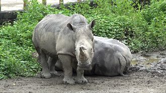 北市動物園白犀牛「犀慧」逝　死因待釐清