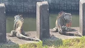 巨大綠鬣蜥現蹤台南大排，嚇到不少當地民眾。（圖／翻攝自Threads @smile_881013）