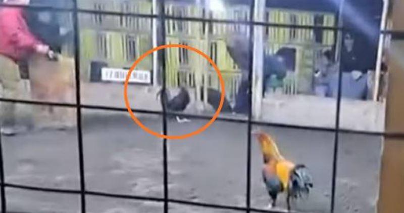 祕魯帕拉蒙加一處鬥雞場日前發生男子遭鬥雞踢傷鼠蹊不治意外，現場並無設置急救設施，引發爭議。（圖／翻攝自Panamericana TV）