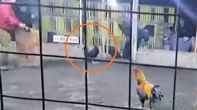 祕魯帕拉蒙加一處鬥雞場日前發生男子遭鬥雞踢傷鼠蹊不治意外，現場並無設置急救設施，引發爭議。（圖／翻攝自Panamericana TV）