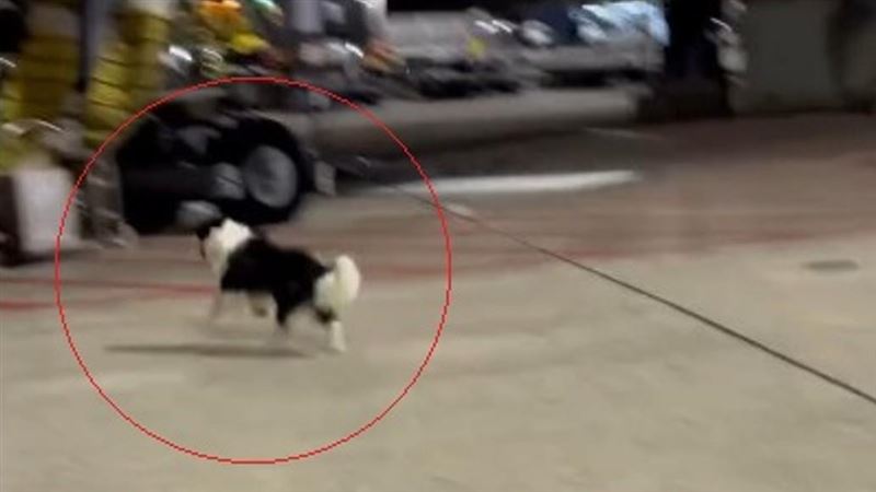被關籠不開心！邊牧「越獄」桃機歡樂狂奔