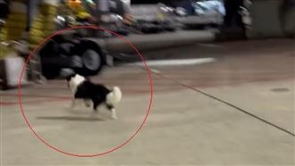 被關籠不開心！邊牧「越獄」桃機歡樂狂奔