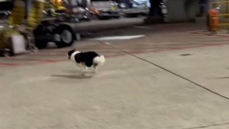 鬼靈精的邊境牧羊犬，於桃園機場越獄歡樂的奔跑。（圖／翻攝Threads@_y.c_0516）