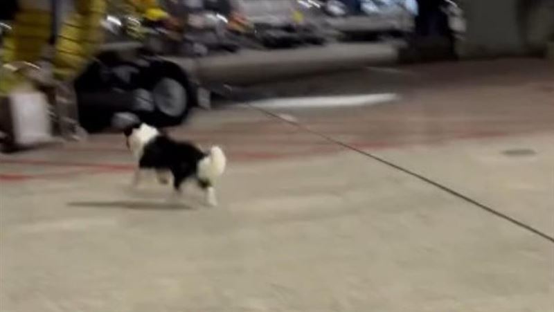 鬼靈精的邊境牧羊犬，於桃園機場越獄歡樂的奔跑。（圖／翻攝Threads@_y.c_0516）