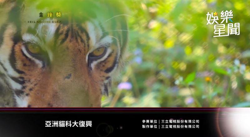 三立《亞洲貓科大復興》奪金鐘獎，白心儀曝光命名秘密竟與義大利文藝復興有關。（圖／三立電視）