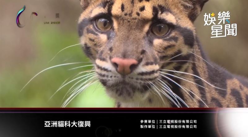 三立《亞洲貓科大復興》奪金鐘獎，白心儀曝光命名秘密竟與義大利文藝復興有關。（圖／三立電視）