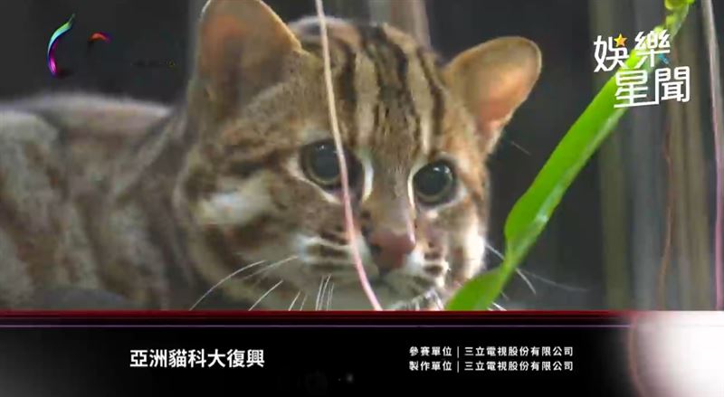 三立《亞洲貓科大復興》奪金鐘獎，白心儀曝光命名秘密竟與義大利文藝復興有關。（圖／三立電視）