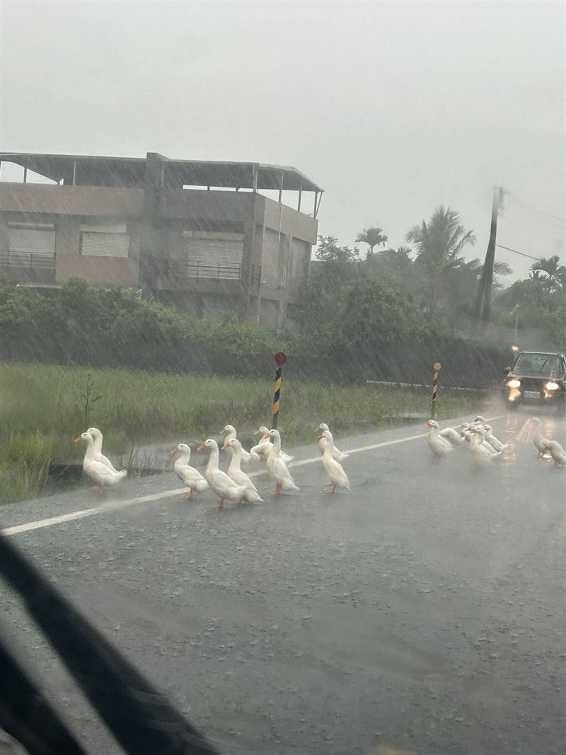 宜蘭補城路上出現大約20多隻的鴨群佔據道路。（圖／翻攝自臉書宜蘭知識+）