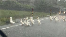 宜蘭補城路上出現大約20多隻的鴨群佔據在道路上，有車輛按喇叭示警，但鴨群卻完全沒反應