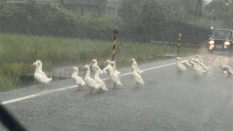宜蘭「鴨群霸路」畫面曝 按喇叭也沒反應