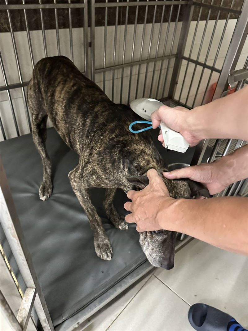 動保處今天前往飼主家訪查，由於該犬已10多歲但未登記，將依法開罰5萬元到15萬元罰鍰。（圖／翻攝畫面）
