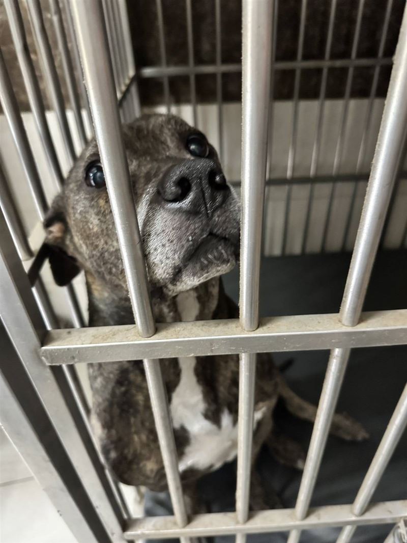 比特犬似乎不知自己闖下大禍。（圖／翻攝畫面）