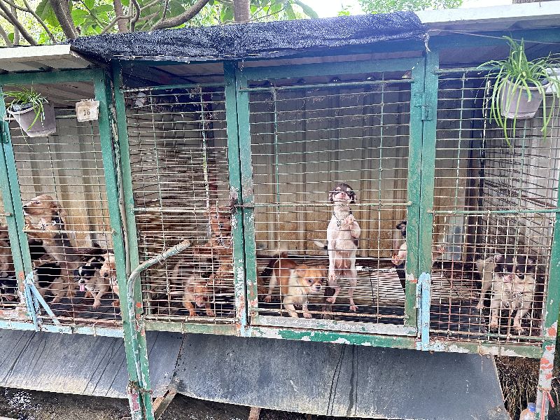 人人犬舍290隻品種犬遭割聲帶、關籠超養，有明顯重大疏失，卻仍獲得評鑑優等。（圖／苗栗縣動物保護防疫所提供）