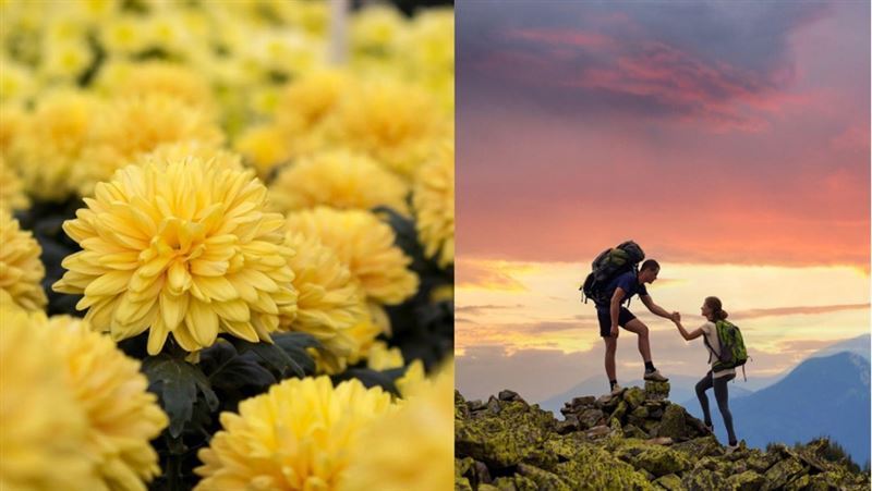 霜降送小人　紅花、柿子、菊花茶三招開運